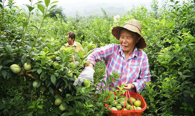 Plums harvested in Wuniu Village in SW China's Chongqing