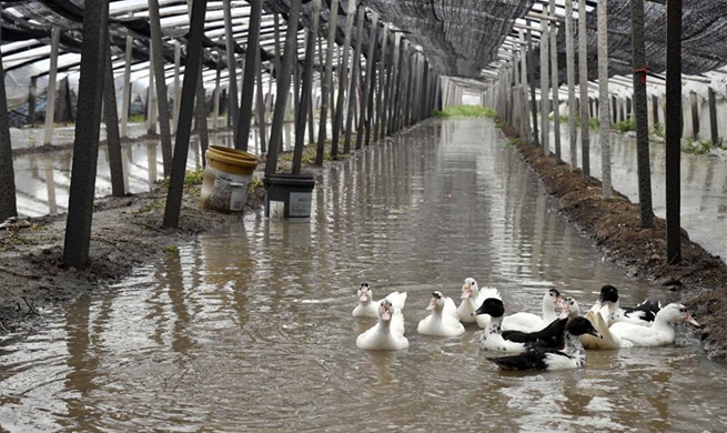 Vegetable greenhouses flooded due to rainstorms brought by typhoon Lekima in China's Shandong