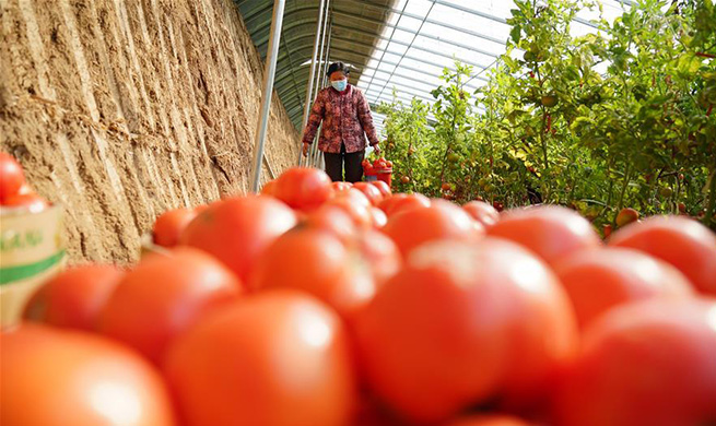 Farmers in Hebei busy with farming under strict epidemic prevention and control measures