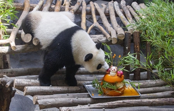 Giant panda twins celebrate 3rd birthday in China's Jiangsu