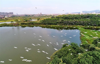 Aerial view of egrets flying over forest park in E China's Jiangxi