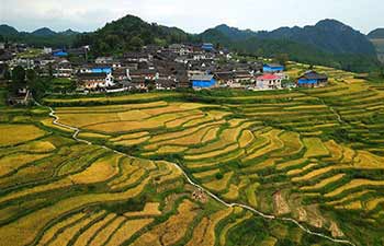 View of paddy rice field across China
