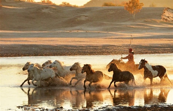 Horses run on Ulanbutong Grassland in N China's Inner Mongolia