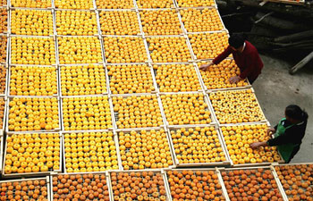 Villagers dry persimmons in south China's Guangxi