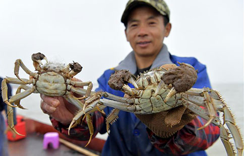 Chinese mitten crabs in Junshan Lake enter best fishing season
