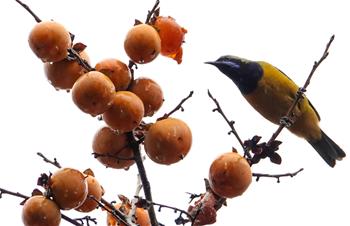 Bird rests on persimmon tree in Guiyang, China's Guizhou