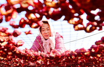 Hawthorn industry increases farmers' incomes in E China's Shandong