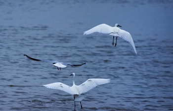 China's largest freshwater lake sees flock of migratory birds