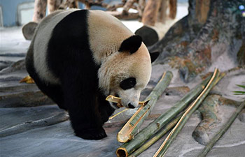 Giant pandas from Sichuan make public debut in Hainan