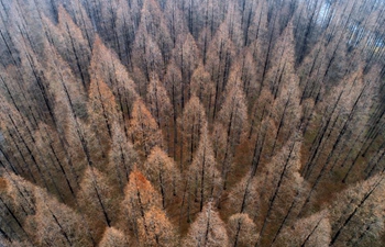 Scenery of metasequoia forest in east China's Jiangsu