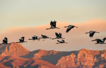 Tibet becomes ideal habitat for black-necked cranes in winter