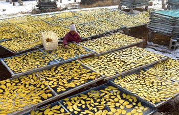 Farmers dry sliced sweet potatoes in Shuiquan Township, China's Shandong