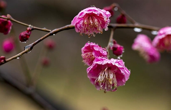 In pics: plum flowers after light spring rain