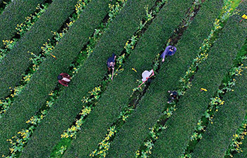 Farmers busy harvesting spring tea in China's Jiangxi, Fujian