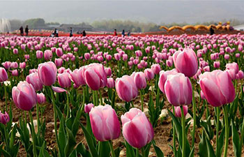 People visit tulip garden in central China's Henan