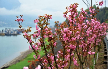 In pics: blooming cherry blossoms along Xiling Gorge on Yangtze River