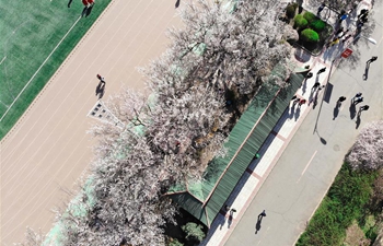In pics: apricot trees in full bloom in Harbin, NE China's Heilongjiang