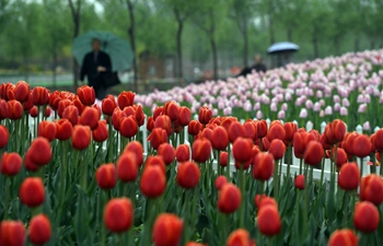 In pics: tulips in Tianjin, N China