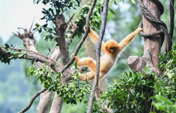 In pics: golden snub-nosed monkeys in Guangzhou, S China's Guangdong