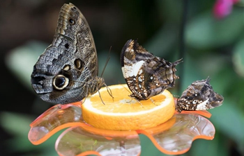 Zoo Budapest opens Butterfly Garden