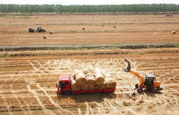 Wheat straw recycling conducted with ongoing wheat harvest