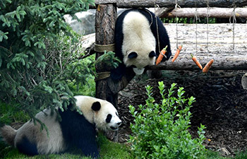 Panda house opens to public in Xining, China's Qinghai