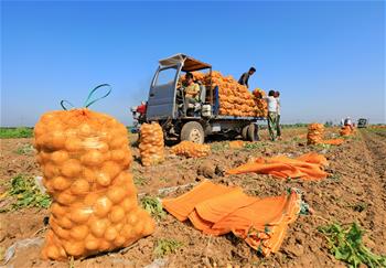 Potato farmers follow "plant-to-order" business mode in China's Hebei