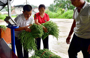 Long bean industry helps lift people out of poverty in China's Guangxi