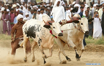Traditional bull race held in Hasar, Pakistan