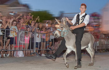 52nd traditional donkey race held in Croatia
