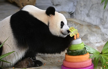 Giant pandas Gong Gong, Shun Shun celebrate 6th birthday in Haikou