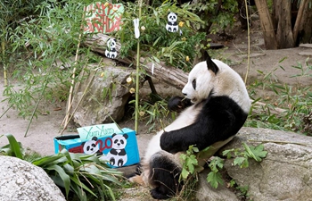 Vienna's giant panda Yuan Yuan to celebrate 20th birthday