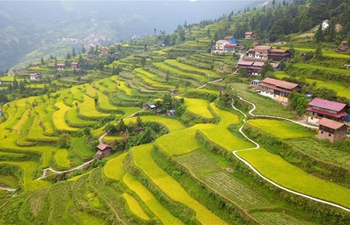 Scenery of terraced lands of paddy fields in Gaoniang Town, China's Guizhou