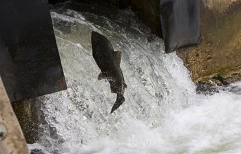 Salmons swim upstream during migration to spawning grounds on Ganaraska River in Canada