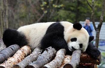 Jiawuhai Giant Panda Conservation and Research Park opens in SW China