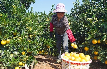 Navel orange orchards enter harvest season in Xunwu County, east China