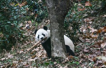 U.S.-born panda Bei Bei arrives in China