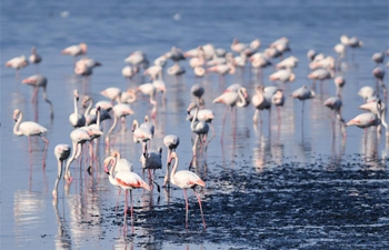 In pics: birds on beach of Kuwait City