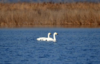 Migratory birds flock to Beidagang Wetland for winter stopover