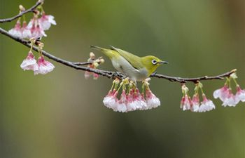 White-eye rests on branch at forest park in Fuzhou
