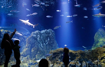 Visitors visit aquarium in Jerusalem