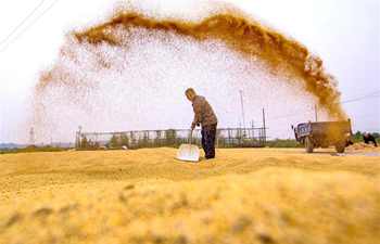 Farmers in Hebei busy with autumn farm work