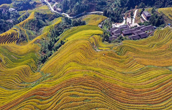 Aerial view of Longji terraced fields in Longsheng County, Guangxi