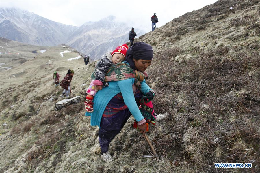 Nepalese people search for yarsagumba at the Pupal valley of Rukum district, Nepal, May 28, 2016. Nepalese people search for yarsagumba at the Pupal valley of Rukum district, Nepal, May 28, 2016.