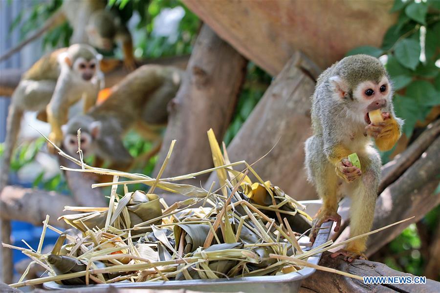 #CHINA-SHANDONG-YANTAI ZOO-ANIMALS-ZONGZI(CN)