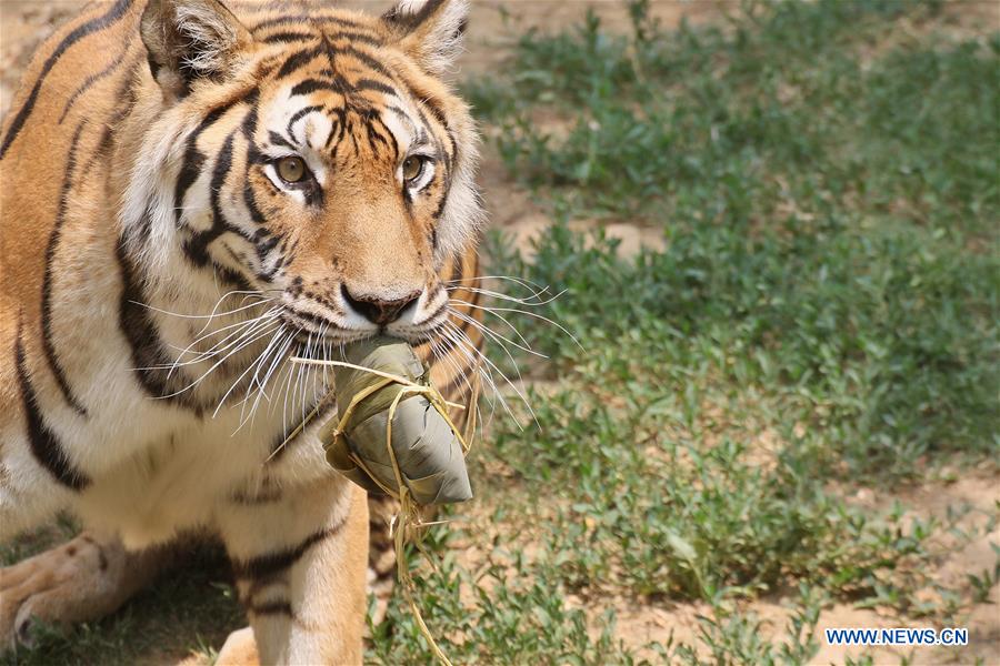 #CHINA-SHANDONG-YANTAI ZOO-ANIMALS-ZONGZI(CN)