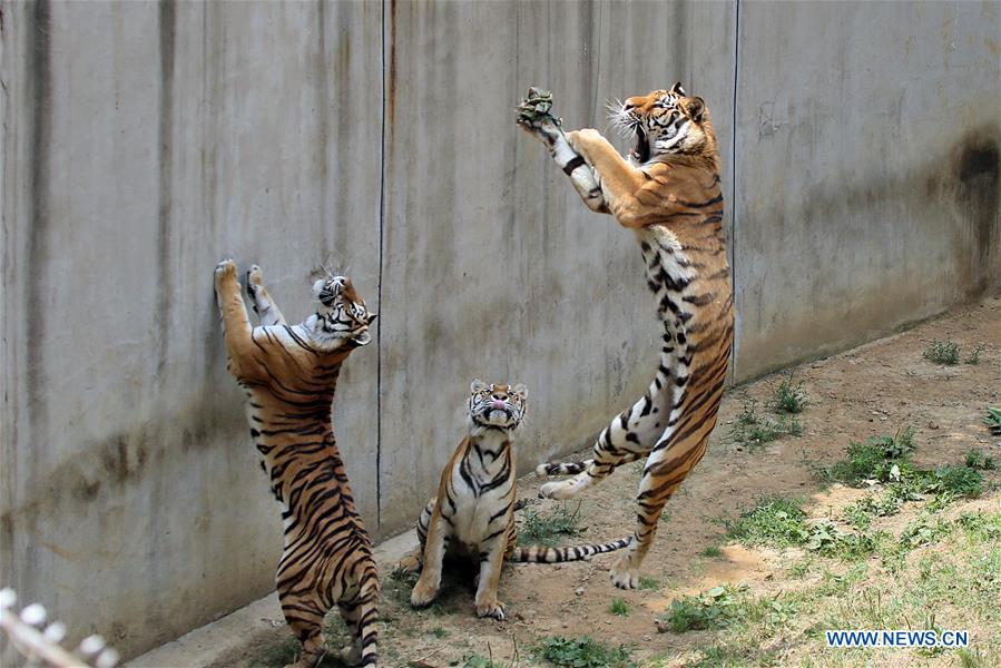 #CHINA-SHANDONG-YANTAI ZOO-ANIMALS-ZONGZI(CN)