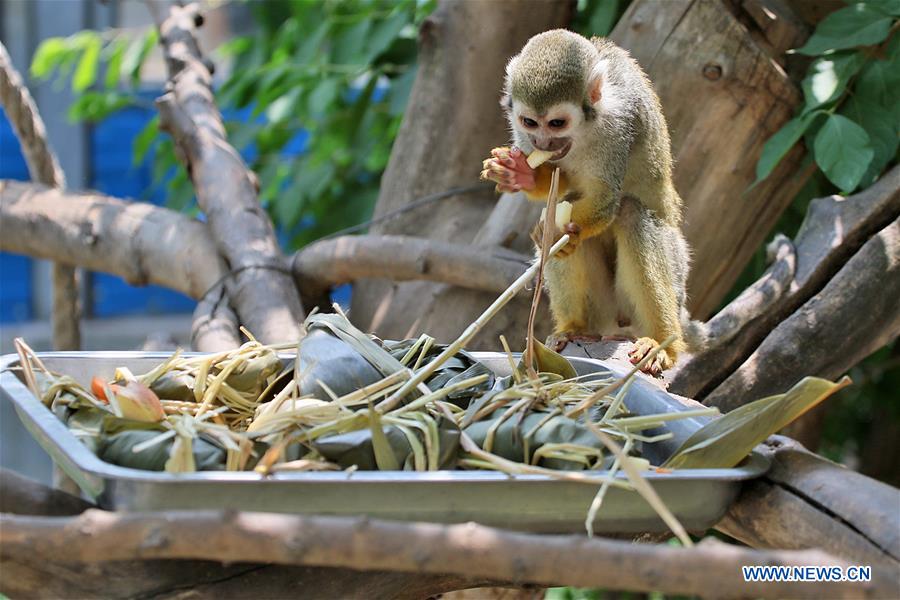#CHINA-SHANDONG-YANTAI ZOO-ANIMALS-ZONGZI(CN)