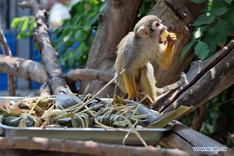 #CHINA-SHANDONG-YANTAI ZOO-ANIMALS-ZONGZI(CN)
