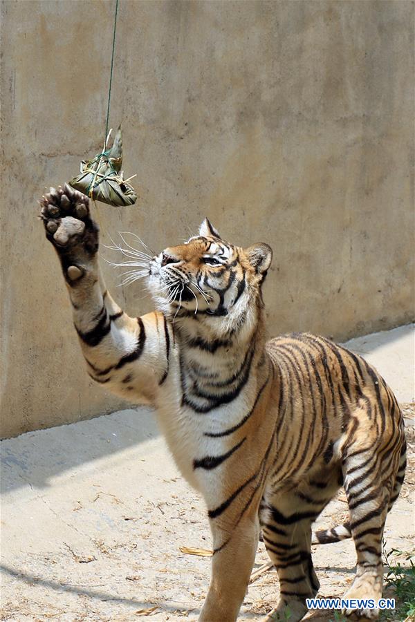 #CHINA-SHANDONG-YANTAI ZOO-ANIMALS-ZONGZI(CN)